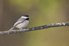 Carolina Chickadee, Poecile carolinensis