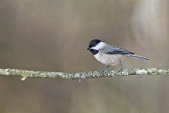 Carolina Chickadee, Poecile carolinensis