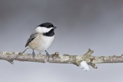 Carolina Chickadee, Poecile carolinensis