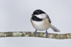 Carolina Chickadee, Poecile carolinensis