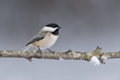 Carolina Chickadee, Poecile carolinensis