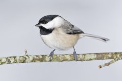 Carolina Chickadee, Poecile carolinensis