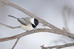 Carolina Chickadee, Poecile carolinensis