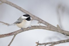 Carolina Chickadee, Poecile carolinensis