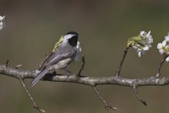 Carolina Chickadee, Poecile carolinensis