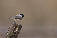 Carolina Chickadee, Poecile carolinensis