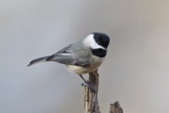 Carolina Chickadee, Poecile carolinensis