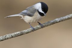 Carolina Chickadee, Poecile carolinensis