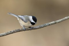 Carolina Chickadee, Poecile carolinensis