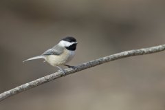 Carolina Chickadee, Poecile carolinensis