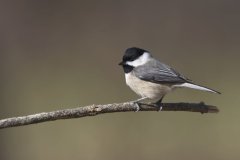 Carolina Chickadee, Poecile carolinensis