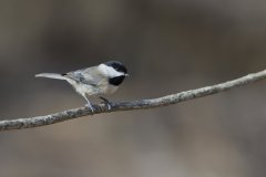 Carolina Chickadee, Poecile carolinensis