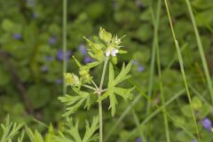 Carolina Cranesbill, Geranium carolinianum