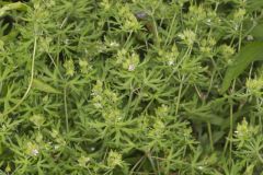 Carolina Cranesbill, Geranium carolinianum