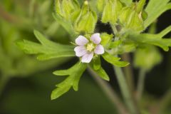 Carolina Cranesbill, Geranium carolinianum