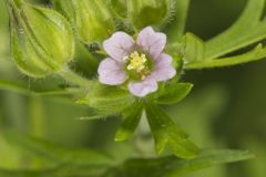 Carolina Cranesbill, Geranium carolinianum