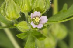 Carolina Cranesbill, Geranium carolinianum