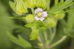 Carolina Cranesbill, Geranium carolinianum