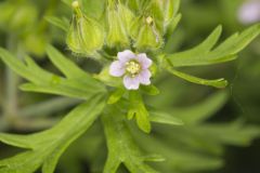 Carolina Cranesbill, Geranium carolinianum