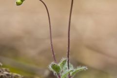 Carolina Draba, Draba reptans