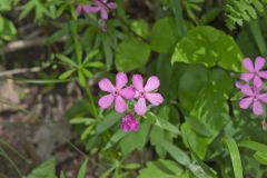 Carolina Pink, Silene caroliniana