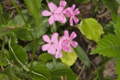 Carolina Pink, Silene caroliniana