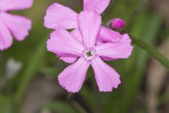 Carolina Pink, Silene caroliniana