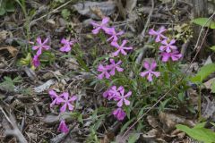 Carolina Pink, Silene caroliniana