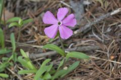 Carolina Pink, Silene caroliniana