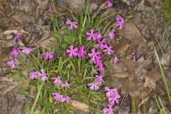 Carolina Pink, Silene caroliniana