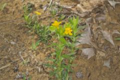 Carolina Puccoon, Lithospermum caroliniense