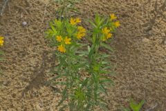 Carolina Puccoon, Lithospermum caroliniense