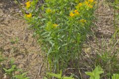 Carolina Puccoon, Lithospermum caroliniense