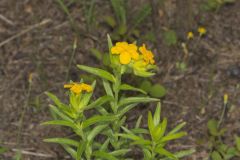 Carolina Puccoon, Lithospermum caroliniense