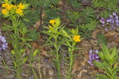 Carolina Puccoon, Lithospermum caroliniense