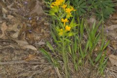 Carolina Puccoon, Lithospermum caroliniense