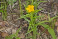 Carolina Puccoon, Lithospermum caroliniense