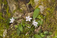 Carolina Springbeauty, Claytonia caroliniana