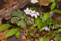 Carolina Springbeauty, Claytonia caroliniana