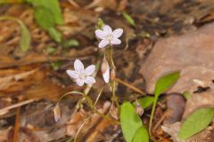 Carolina Springbeauty, Claytonia caroliniana