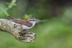 Carolina Wren, Thryothorus ludovicianus