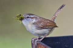 Carolina Wren, Thryothorus ludovicianus