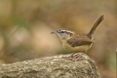 Carolina Wren, Thryothorus ludovicianus