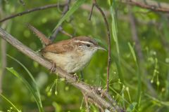 Carolina Wren, Thryothorus ludovicianus