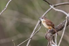 Carolina Wren, Thryothorus ludovicianus