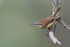 Carolina Wren, Thryothorus ludovicianus