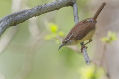 Carolina Wren, Thryothorus ludovicianus