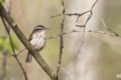 Carolina Wren, Thryothorus ludovicianus