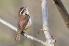 Carolina Wren, Thryothorus ludovicianus