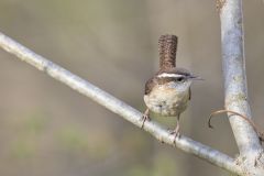 Carolina Wren, Thryothorus ludovicianus